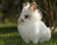 кролик, белый, малыш