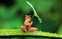 лягушка, дождь, листок, зонтик