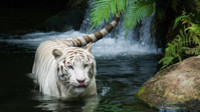 Тигр,  белый тигр,  white tiger, tiger