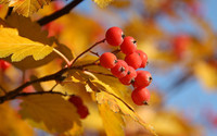 осень, листья, красный, рябина