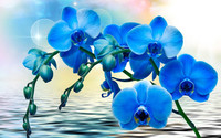 цветы, синий, фотошоп, вода, макро