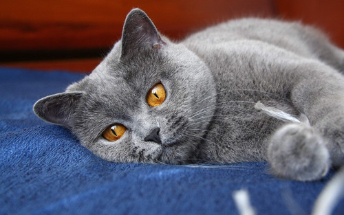 кот, серый, кошка