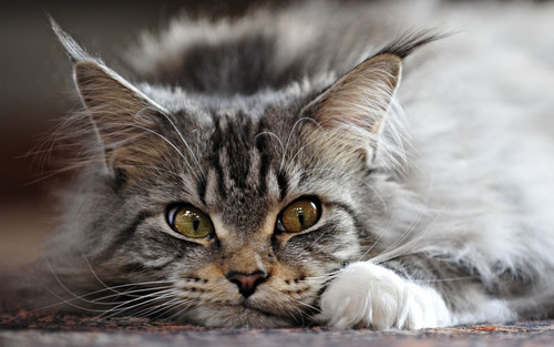 кот, серый, взгляд